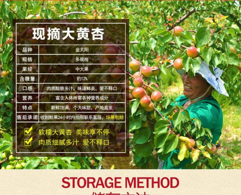 新鲜陕西金太阳大黄杏子当季应季孕妇水果整箱批发6斤包邮