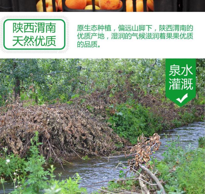 新鲜陕西金太阳大黄杏子当季应季孕妇水果整箱批发6斤包邮