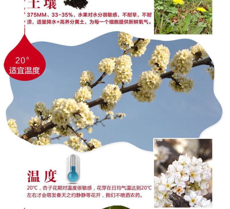新鲜陕西金太阳大黄杏子当季应季孕妇水果整箱批发6斤包邮