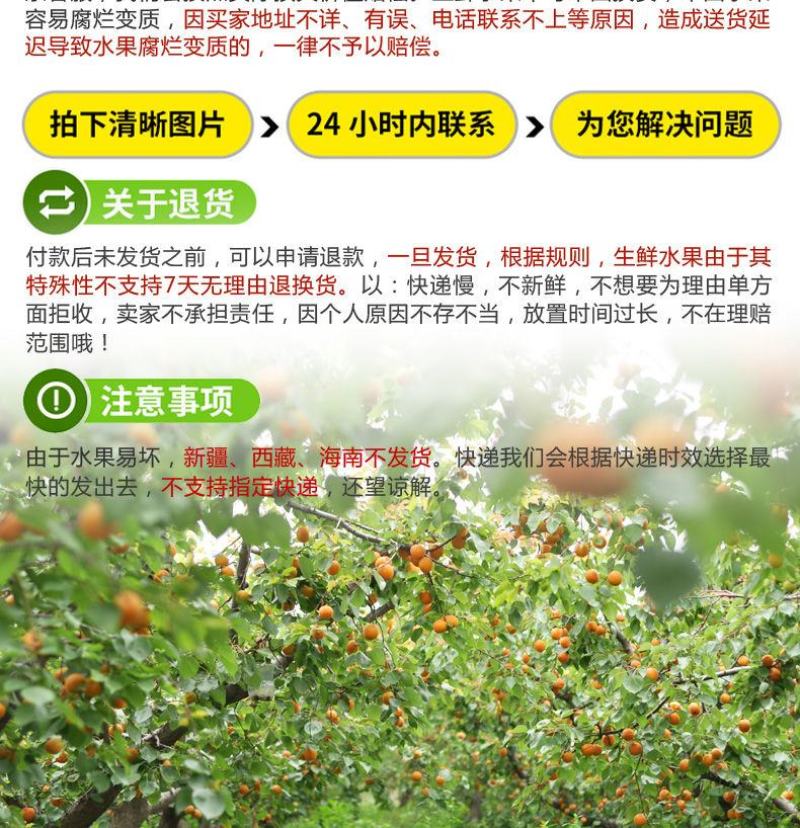 新鲜陕西金太阳大黄杏子当季应季孕妇水果整箱批发6斤包邮