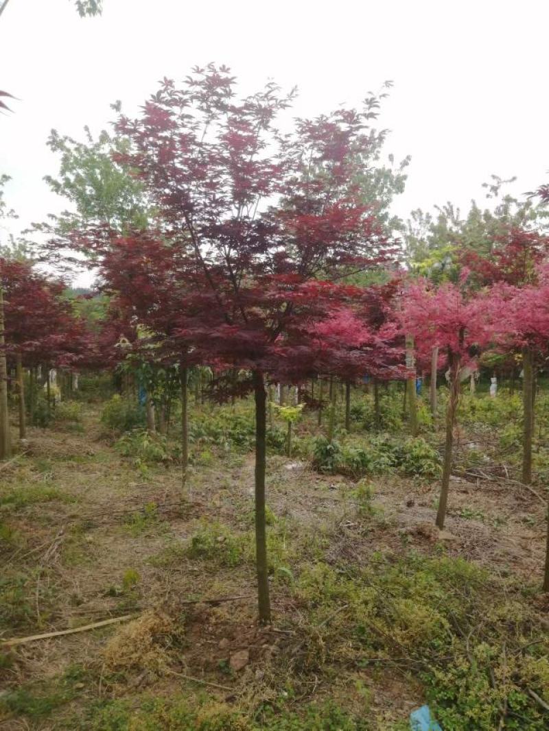 日本红，中国红，三季红枫地苗，袋苗，各种红枫欢迎欢迎老板