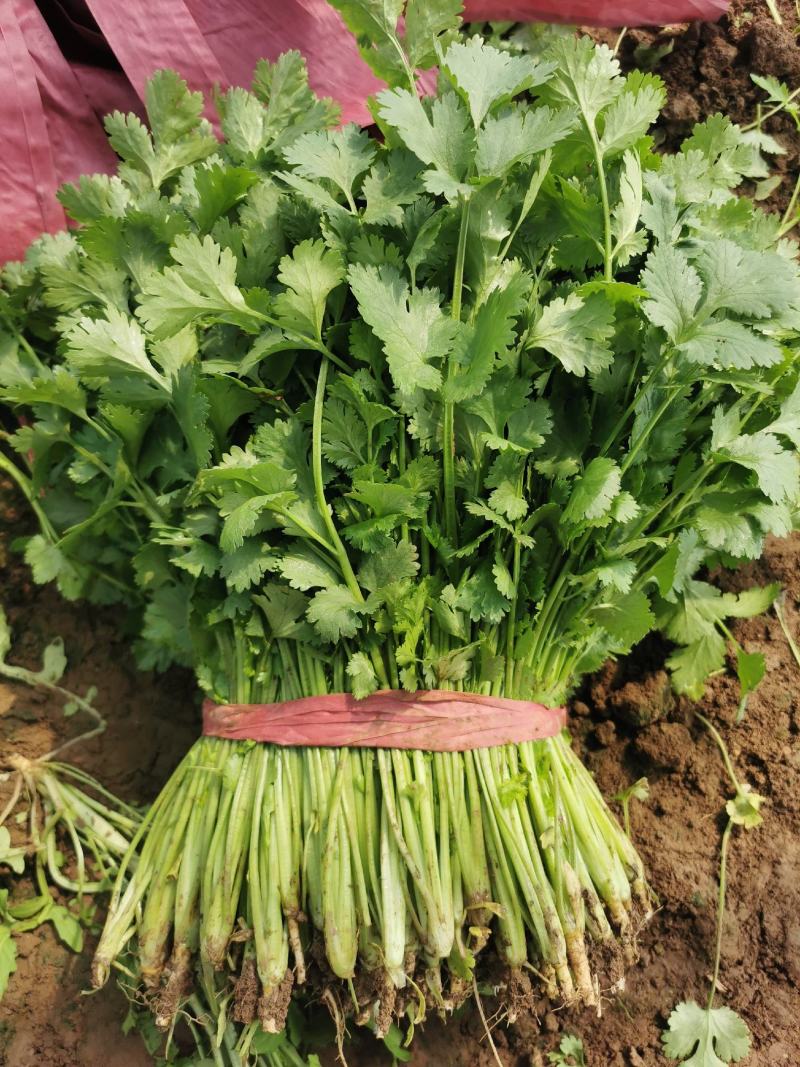 精品一级香菜二级都有货地头装车没有差价一手货源