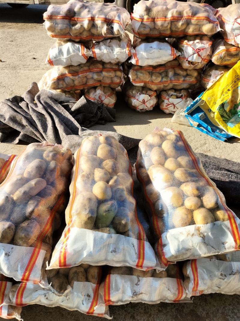 滕州精品4两以上大青头土豆，产地直销，欢迎选购。