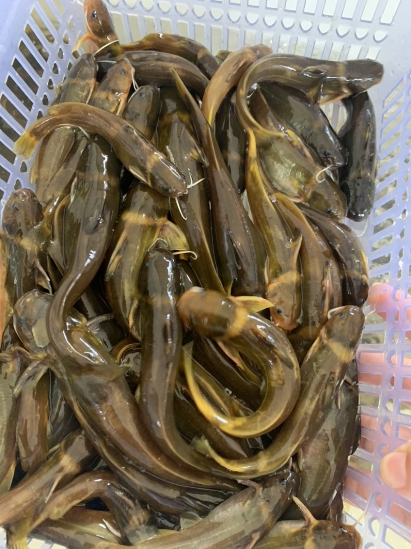 农村小河黄颡鱼黄刺鱼黄拉丁黄辣丁白胡子黄骨头湖北