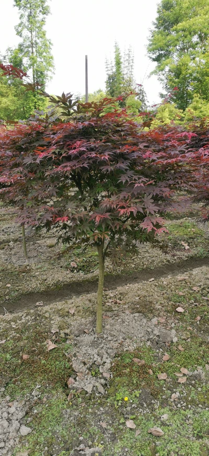 中国红枫