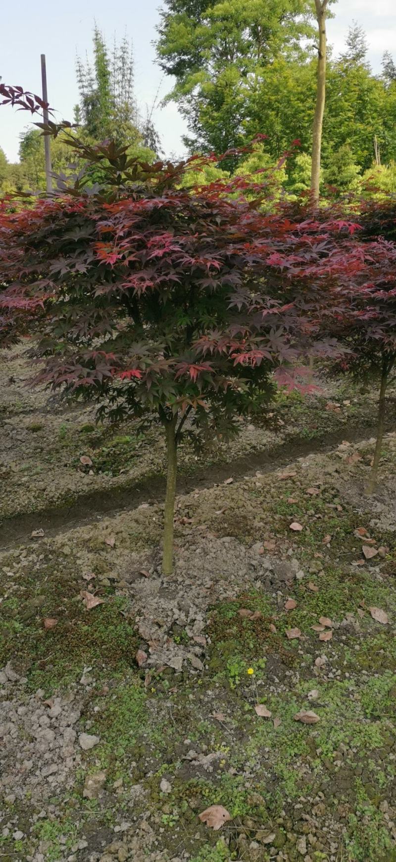 中国红枫