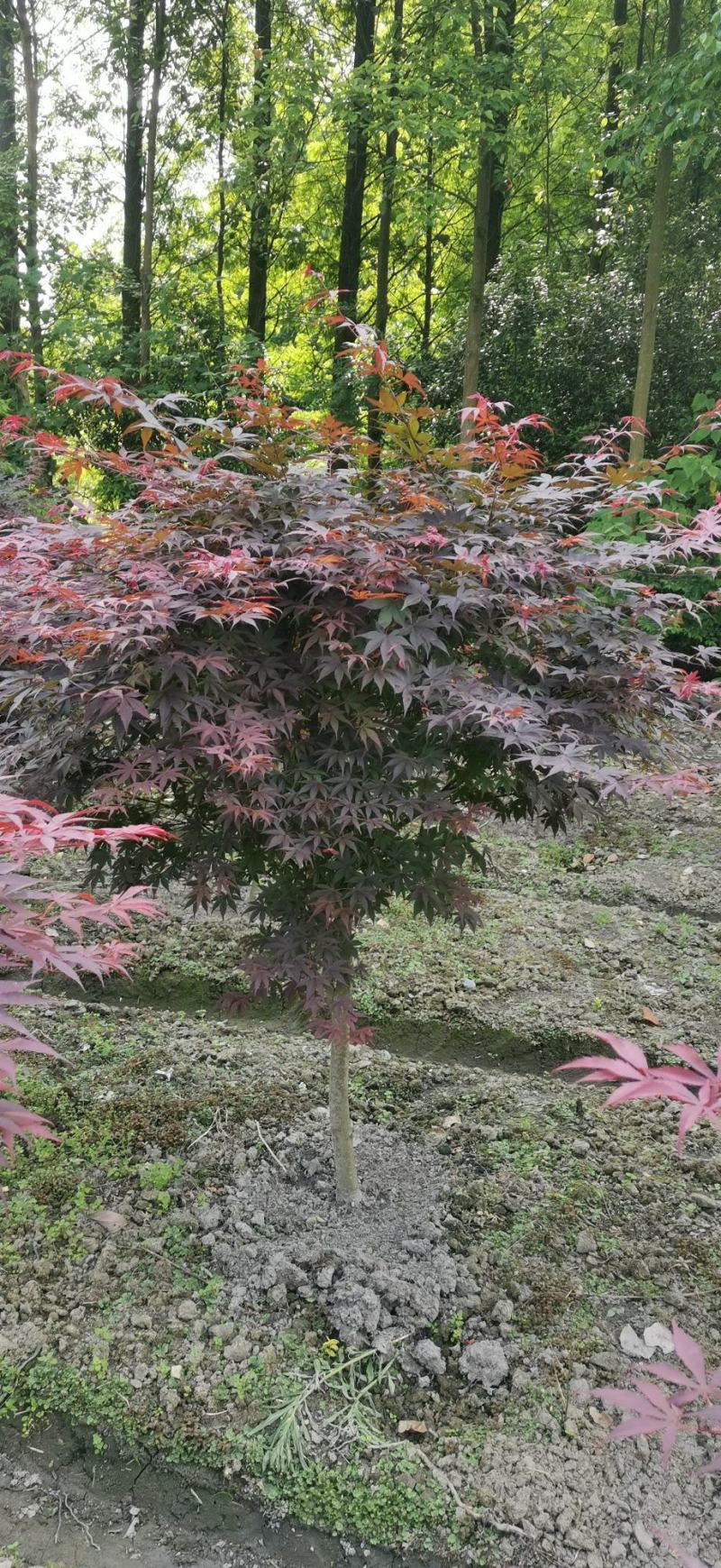 中国红枫