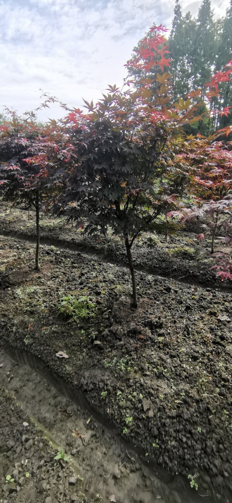 中国红枫