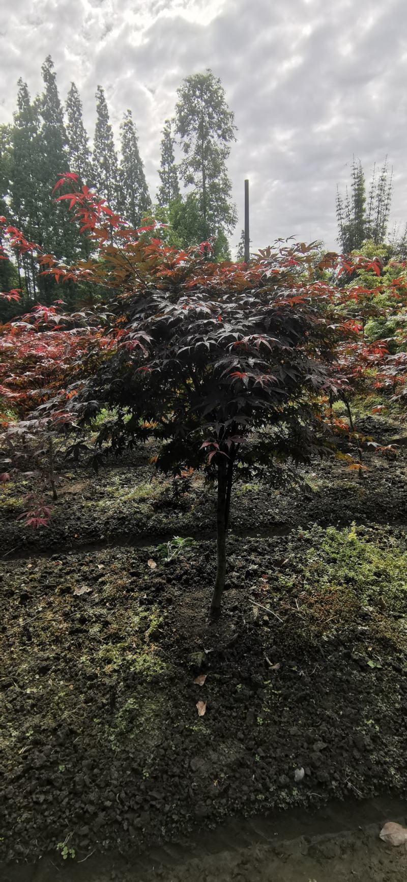 中国红枫