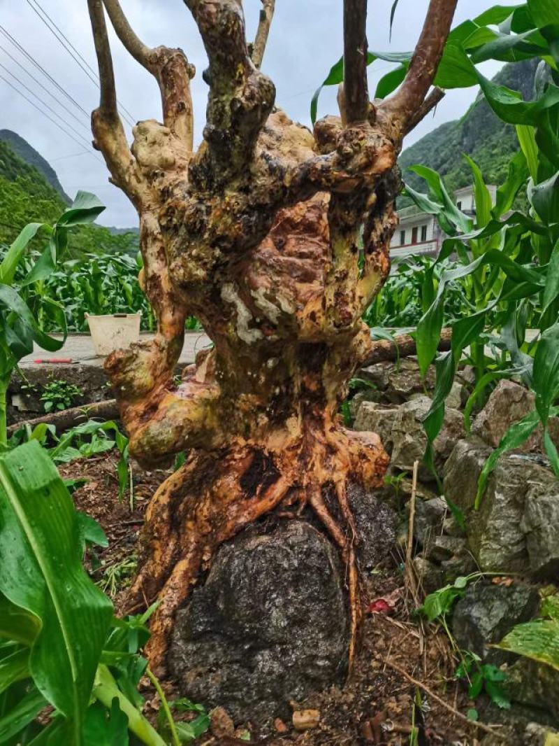 一手货源紫薇桩