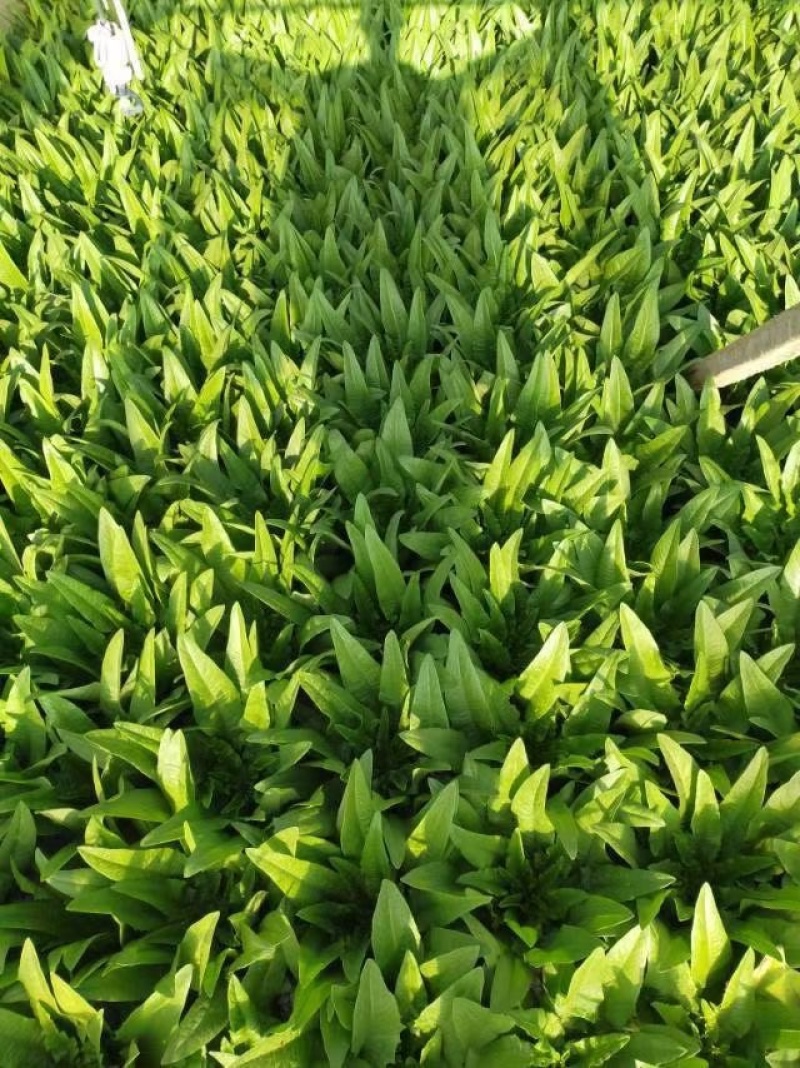 油麦菜30~35cm以上。可代收，可批发