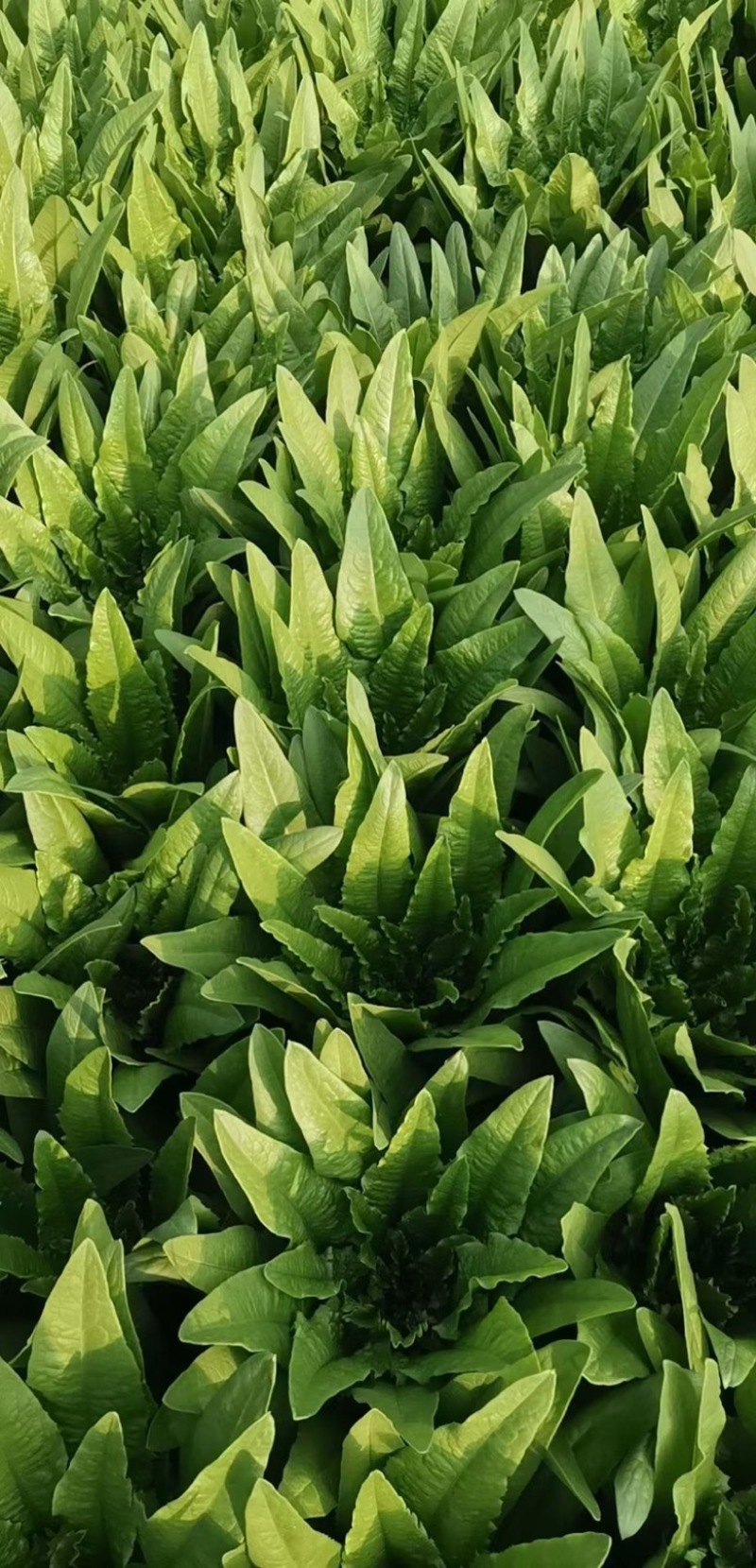 油麦菜30~35cm以上。可代收，可批发