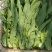 油麦菜30~35cm以上。可代收，可批发