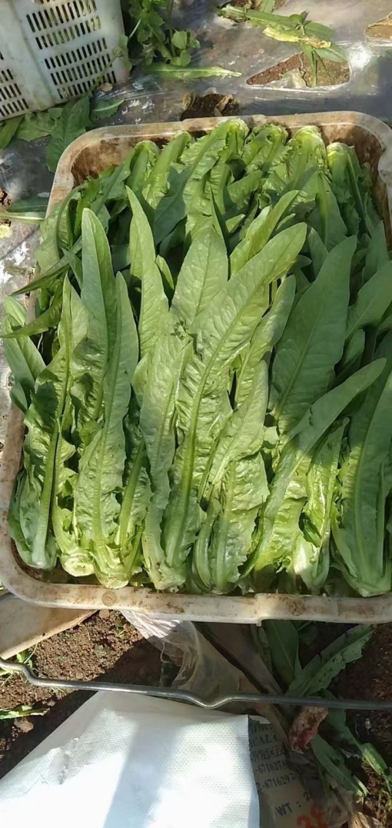 油麦菜30~35cm以上。可代收，可批发