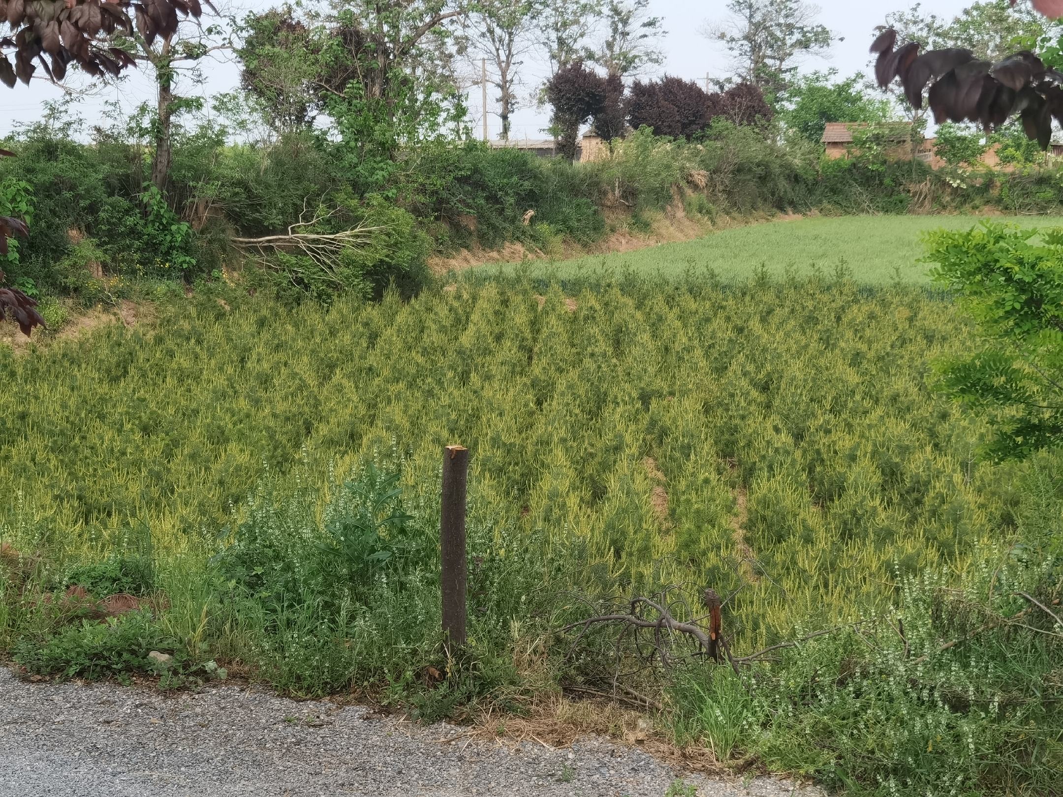 白皮松树皮与新鲜松针对比图：左侧为剥离下的干燥树皮碎片，呈层状卷曲、灰白带淡青晕；右侧为采摘自同一植株的鲜嫩三针松叶，叶表覆薄层蜡质，断面可见树脂道