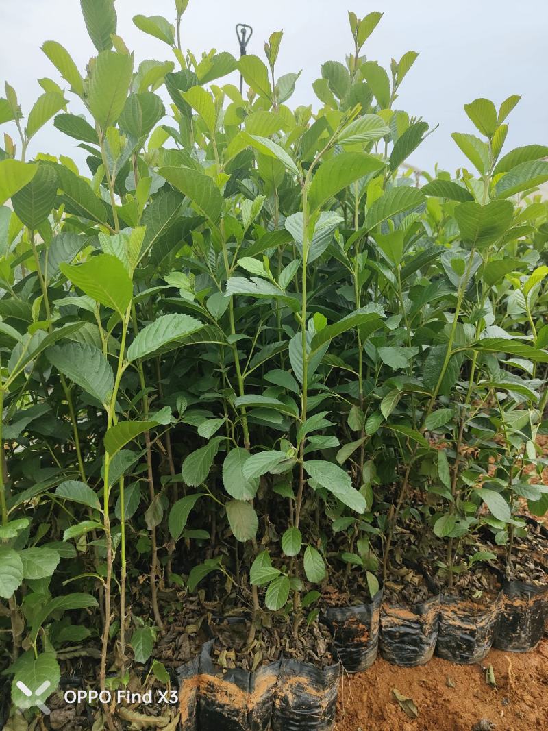 水冬瓜10袋苗。欢迎咨询选购实地考察