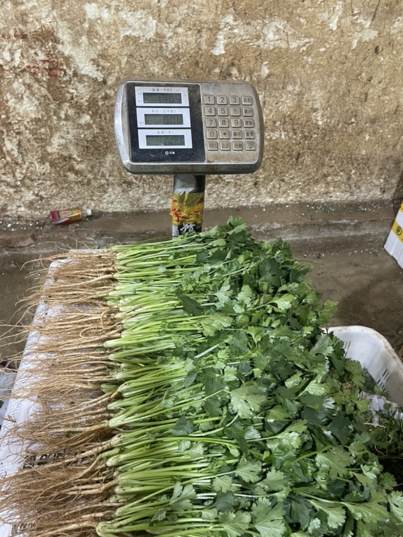 云南精品香菜。大叶香菜。不水洗。泡沫箱装。