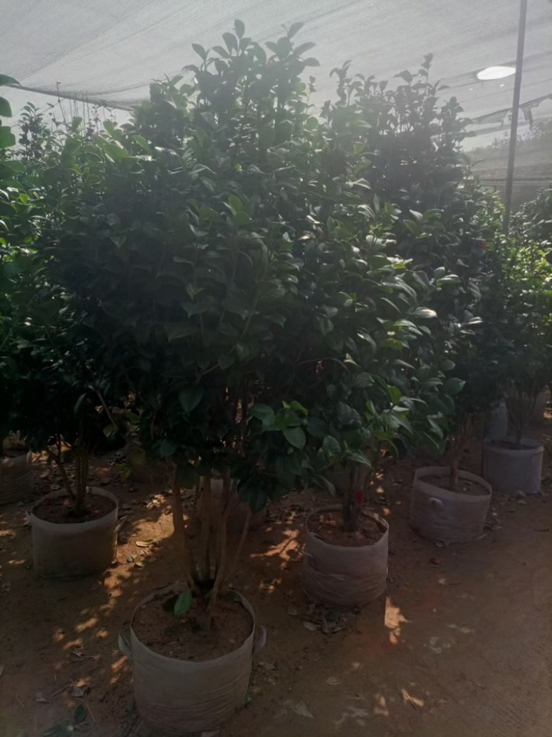 福建茶花自家苗圃基地茶花长期供应大小规格地被苗