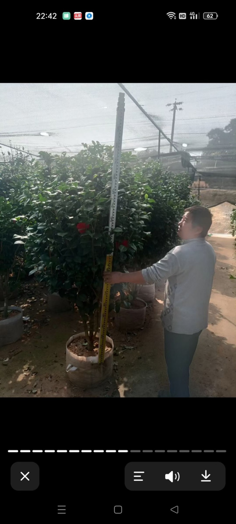 福建茶花自家苗圃基地茶花长期供应大小规格地被苗