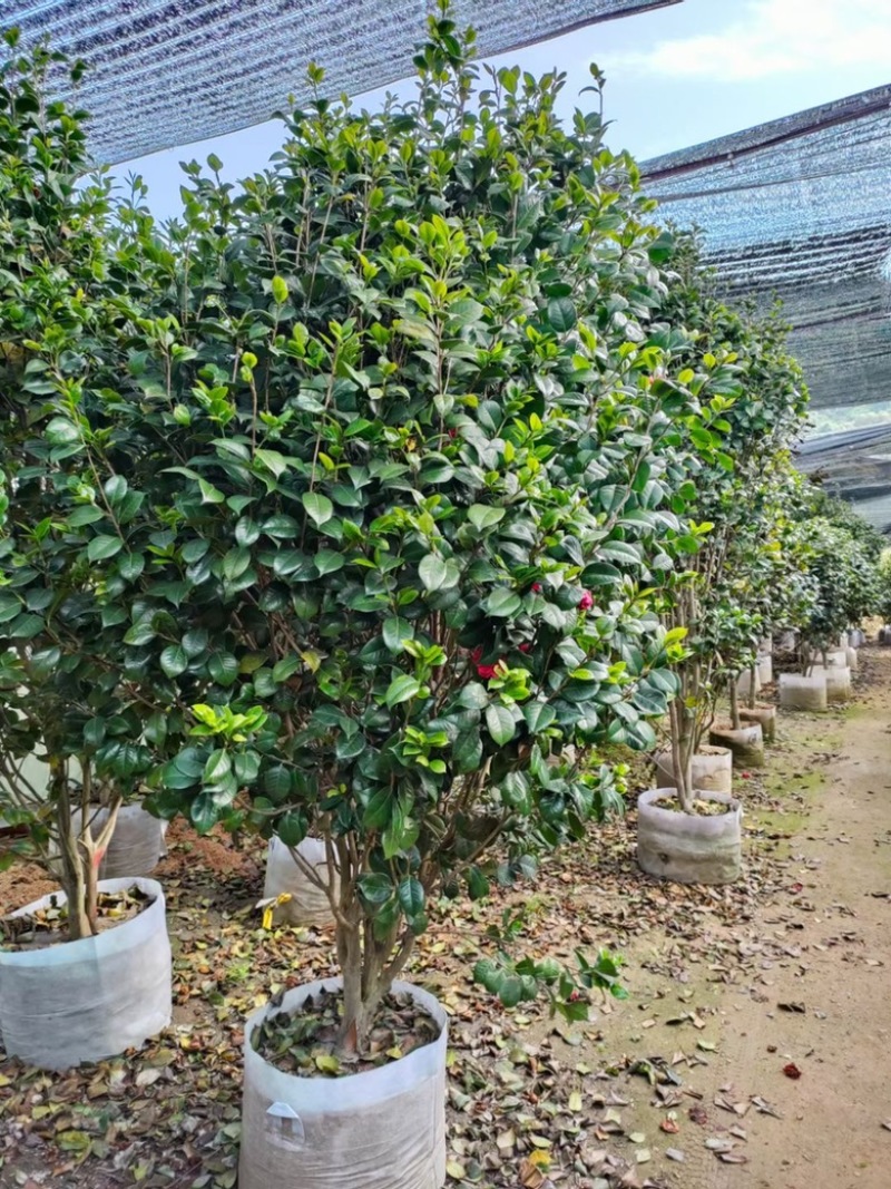 福建茶花自家苗圃基地茶花长期供应大小规格地被苗