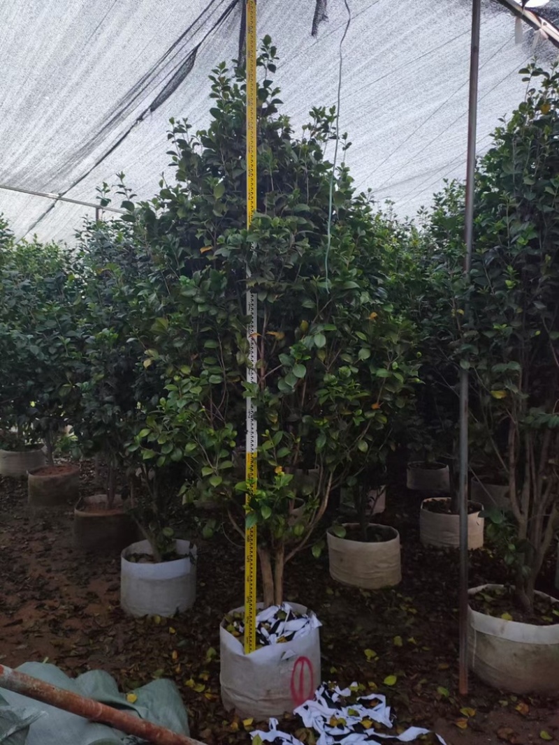福建茶花自家苗圃基地茶花长期供应大小规格地被苗