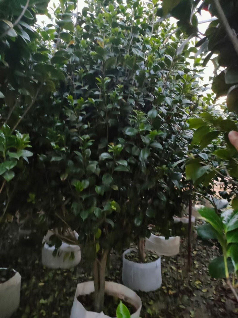 福建茶花自家苗圃基地茶花长期供应大小规格地被苗