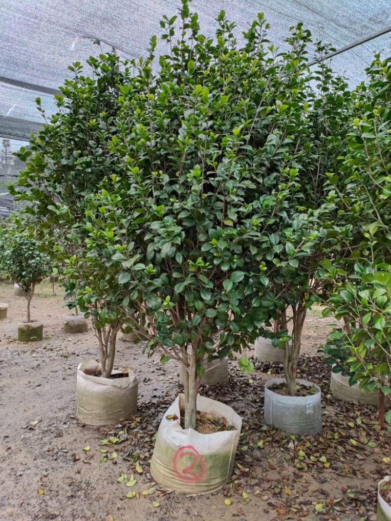 福建茶花自家苗圃基地茶花长期供应大小规格地被苗