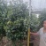福建茶花自家苗圃基地茶花长期供应大小规格地被苗