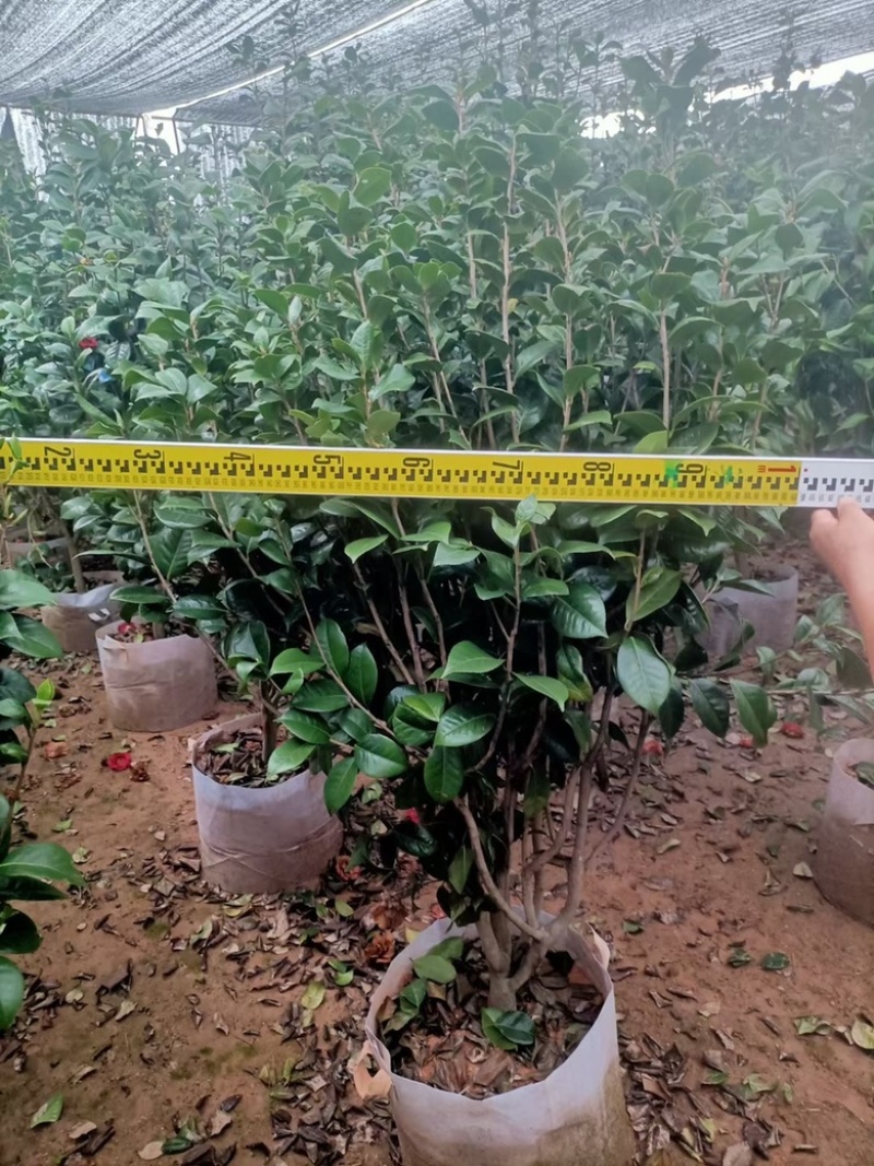 福建茶花自家苗圃基地茶花长期供应大小规格地被苗