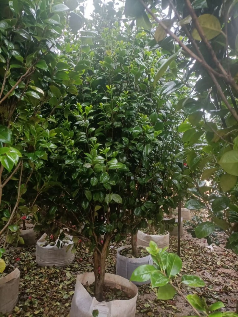 福建茶花自家苗圃基地茶花长期供应大小规格地被苗