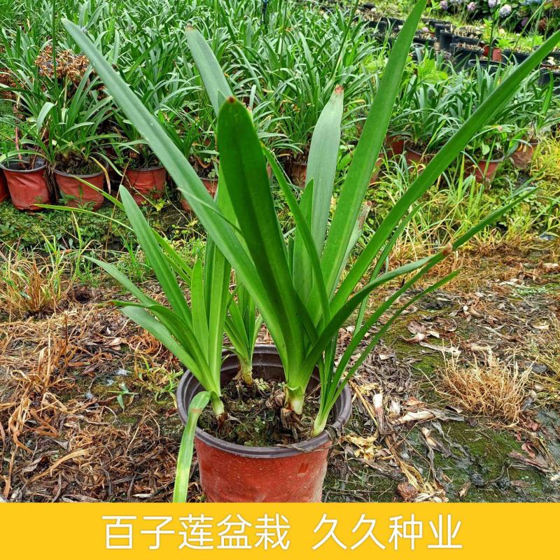 百子莲盆栽花苗庭院花卉绿植室内懒人花好养四季易活室外花草