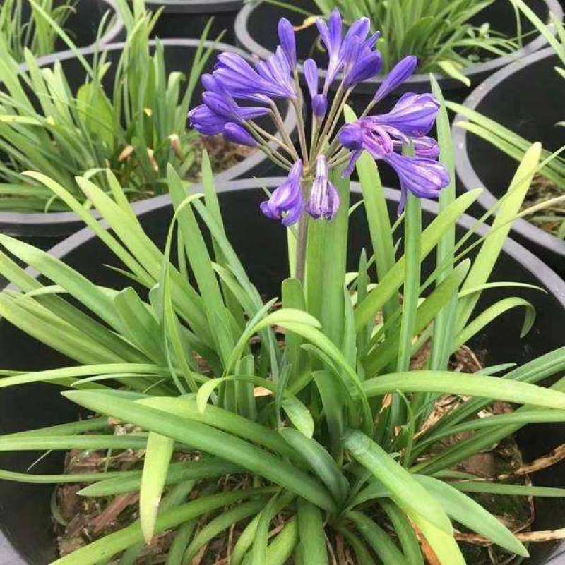 百子莲盆栽花苗庭院花卉绿植室内懒人花好养四季易活室外花草