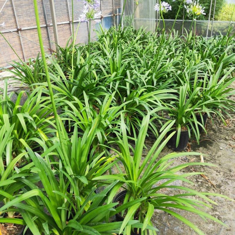 百子莲盆栽花苗庭院花卉绿植室内懒人花好养四季易活室外花草