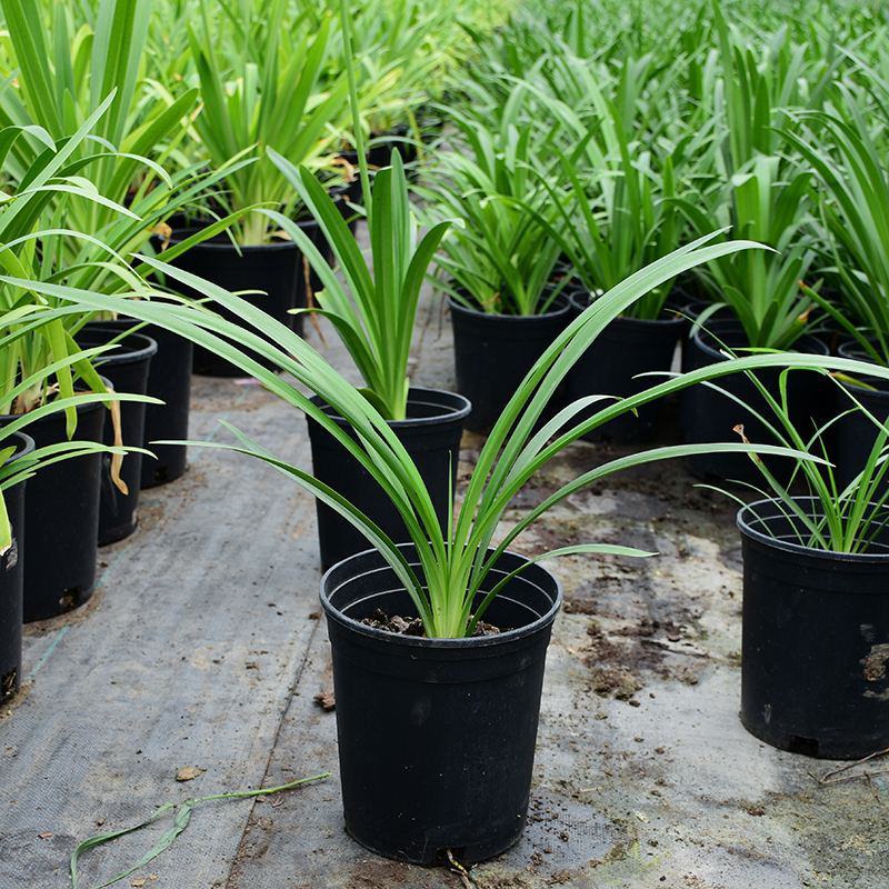 百子莲盆栽花苗庭院花卉绿植室内懒人花好养四季易活室外花草