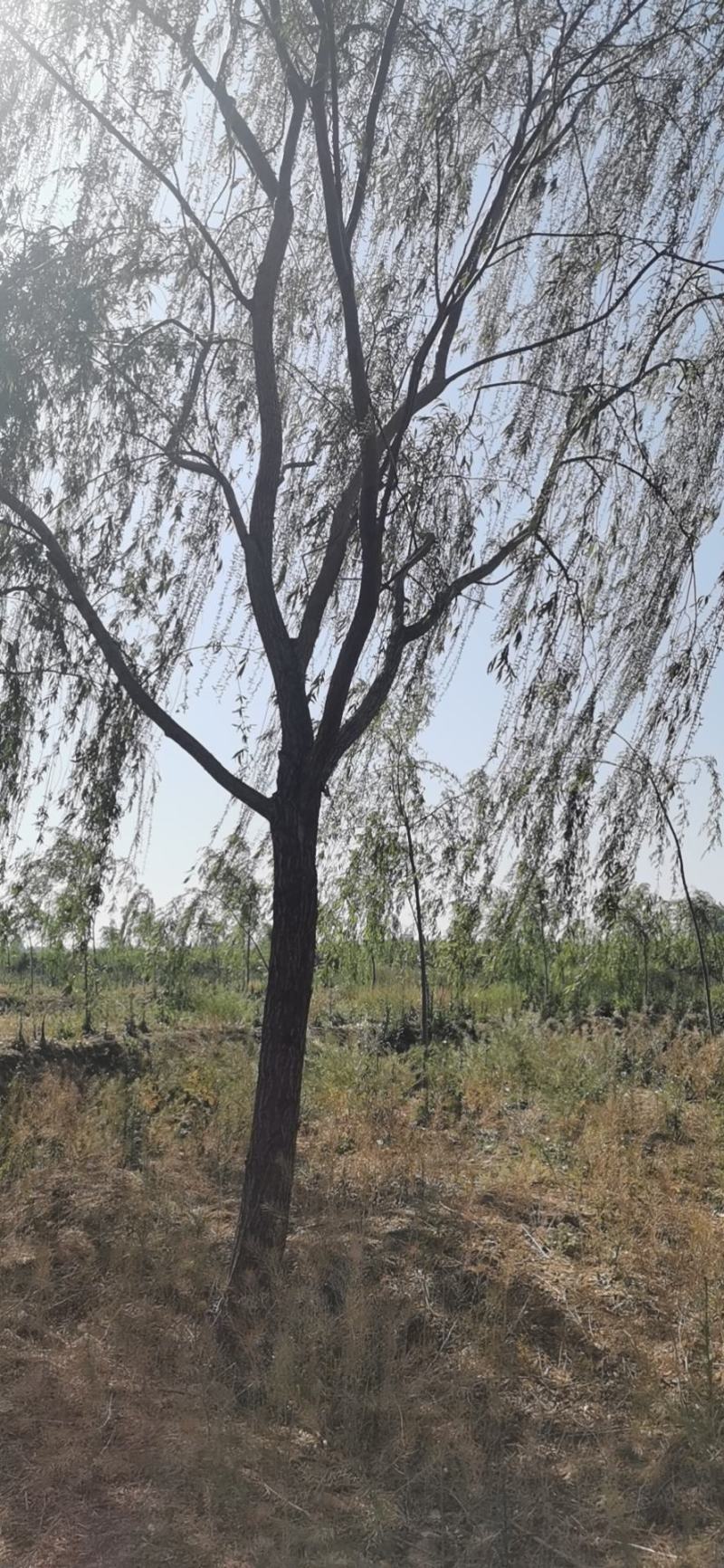 处理路树垂柳18-20公分最多需要的直接打电话