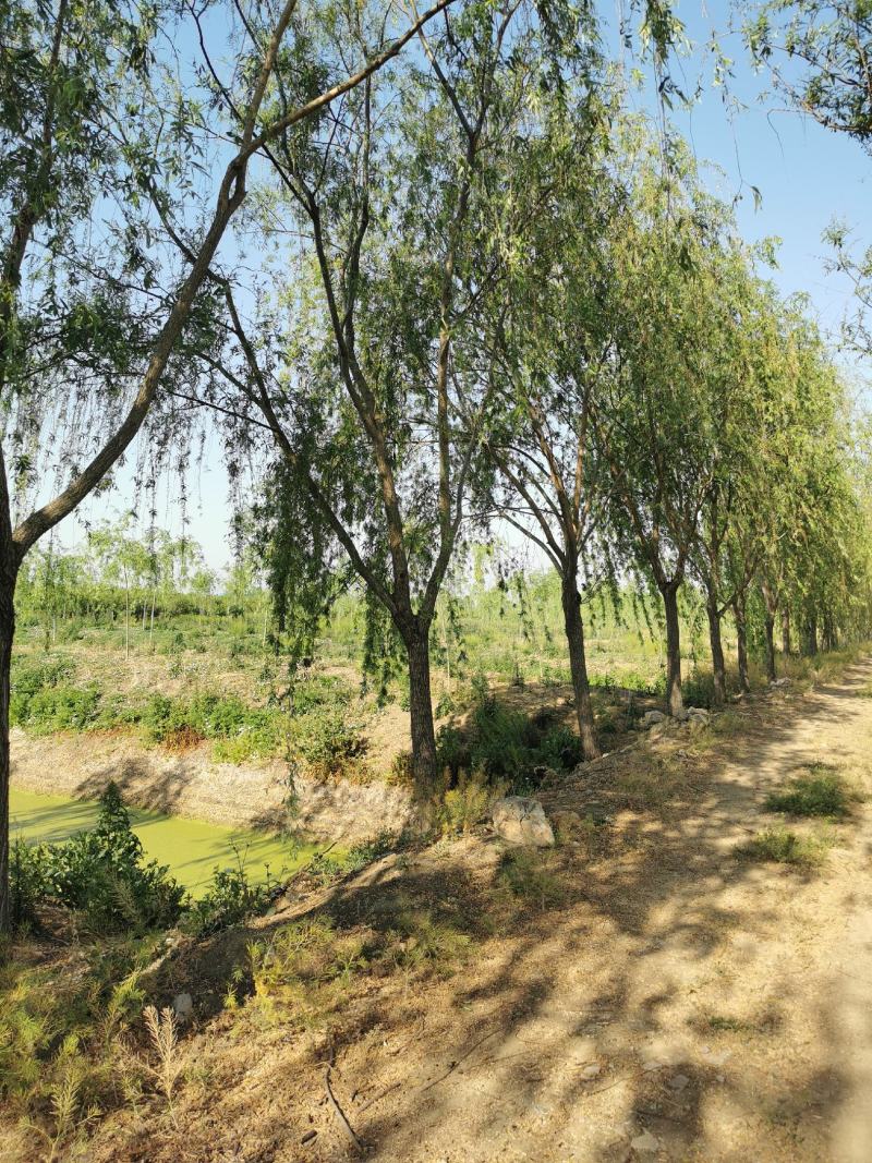 处理路树垂柳18-20公分最多需要的直接打电话