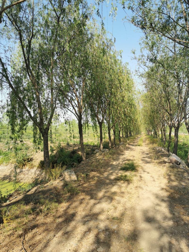 处理路树垂柳18-20公分最多需要的直接打电话