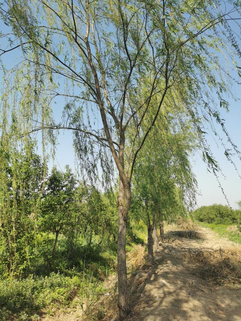 处理路树垂柳18-20公分最多需要的直接打电话