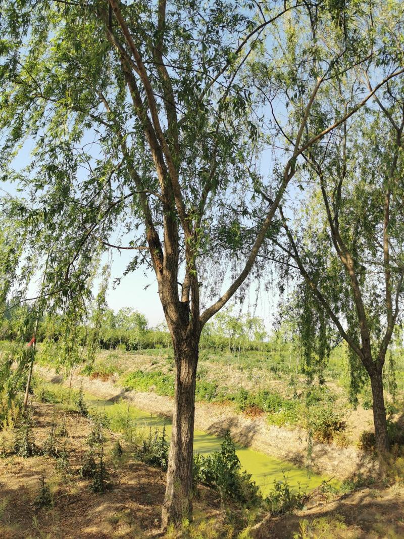 处理路树垂柳18-20公分最多需要的直接打电话