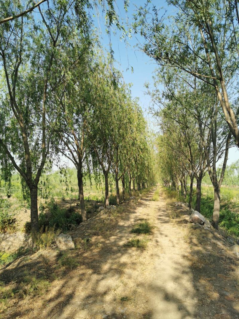 处理路树垂柳18-20公分最多需要的直接打电话