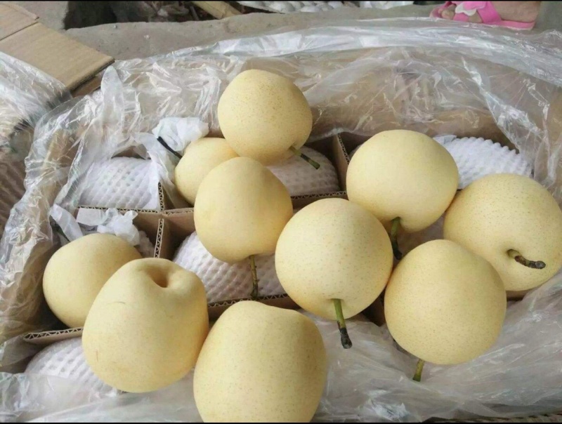 皇冠梨，红香酥玉露香，常年供应价格美丽可加工可一件代发