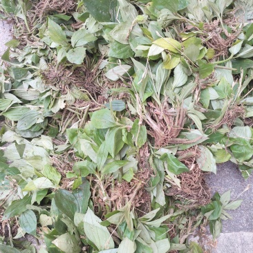 广东野生见血清鲜干货，大货供应，欢迎广大客商合作共赢。