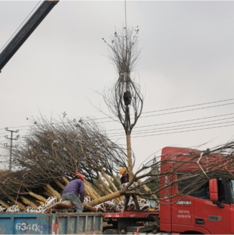 四川日本晚樱花树基地高杆樱花8cm高低分枝樱花树齐全。