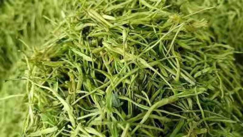 山银花量大从优货源保证，质量精品！欢迎咨询
