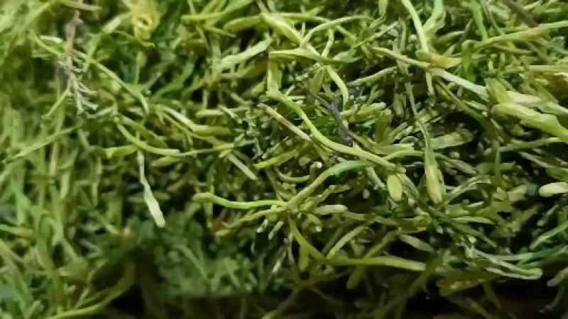 山银花量大从优货源保证，质量精品！欢迎咨询