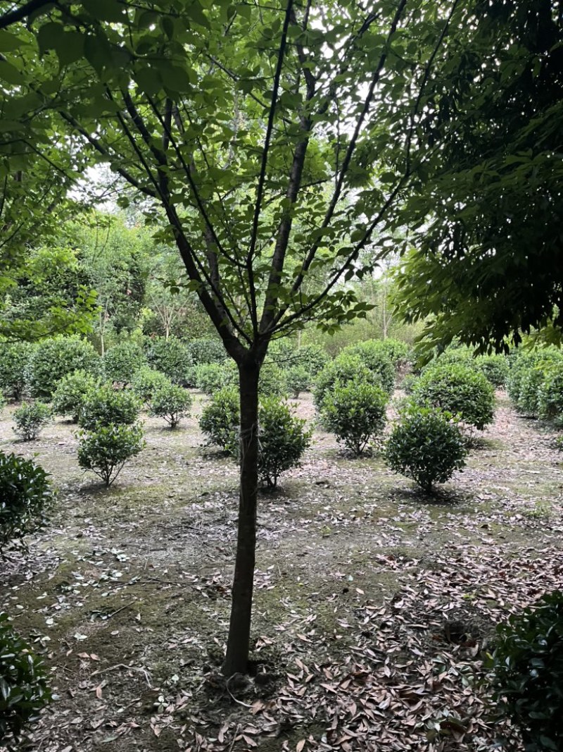 四川红梅树基地成都高杆红梅树，低分枝红梅树1到20公分。