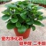 豆瓣绿盆栽四季碧玉室内绿植客厅办公吸甲醛净化空气好养包活