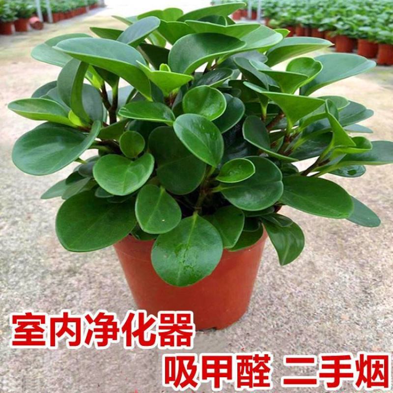 豆瓣绿盆栽四季碧玉室内绿植客厅办公吸甲醛净化空气好养包活
