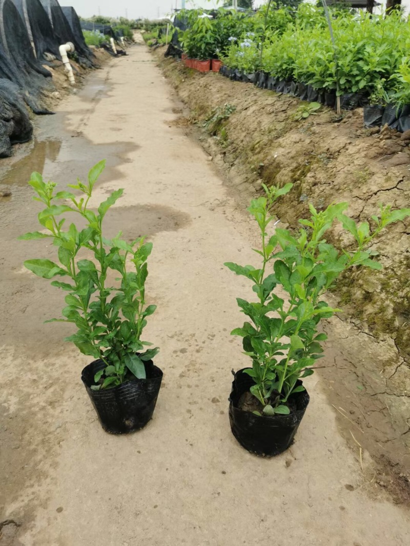蓝雪花各位规格基地大量现货供应，欢迎各位客户咨询