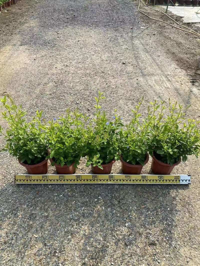 蓝雪花各位规格基地大量现货供应，欢迎各位客户咨询